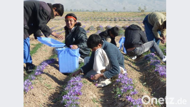 Sinnvolle Alternative zum Opiumanbau, der nur die afghanischen Warlords und Drogenbarone reich macht: Safran, das neue Gold der Afghanen. Wie hier auf Feldern bei Herat, floriert die Erzeugung des kostbaren Gewürzes dank Shelter-Unterstützung bereits hervorragend. Bild: exb