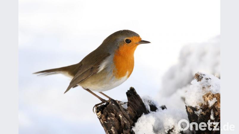 Ein Rotkehlchen auf einem Ast. Bild: Frank Derer/LBV