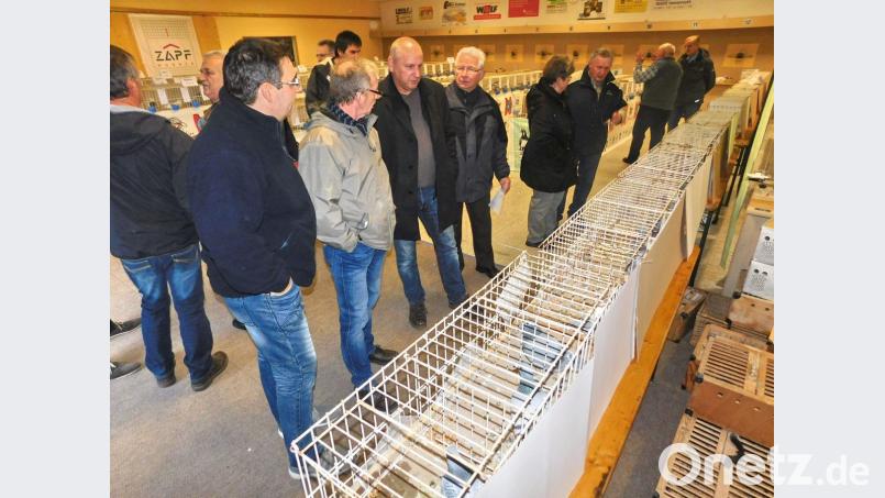 Natürlich können die Brieftauben auch besichtigt werden. Bild: hai