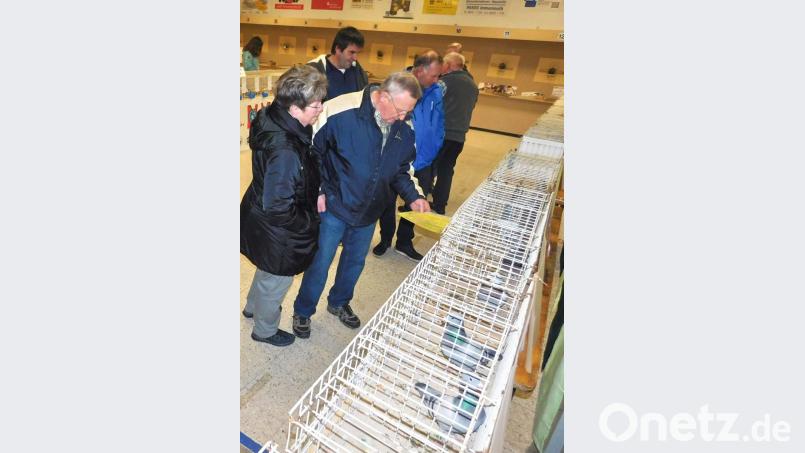 Natürlich können die Brieftauben auch besichtigt werden. Bild: hai