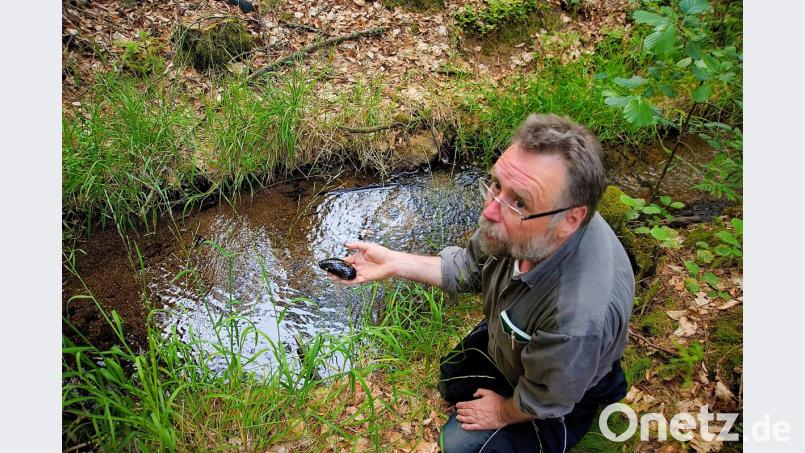 Viel Arbeit investiert Robert Mertl seit Jahren in das Flussperlmuschel-Projekt des Naturparks Steinwald. Nach Fertigstellung der Zuchtstation in der vierten Info-Stelle hofft der Naturliebhaber, dass künftig reichlich Prachtexemplare (wie in seiner Hand) in den Grenzbach entlassen werden können. Bild: bsc