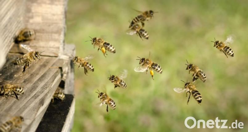 Laut ÖDP sind 64 Prozent der Bienenarten bedroht – unter anderem durch Umweltbelastungen, Pflanzenschutzmittel oder die Varroa Milbe. Ein Volksbegehren soll nun die bayerische Politik in dieser Frage sensibler machen. Bild: C. Schüßler