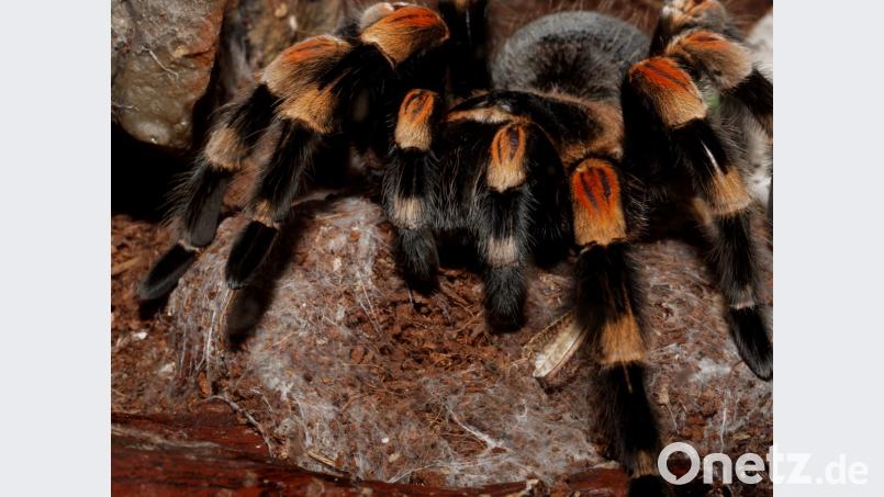 Hinter den beiden mittleren "Füßen" am Kopf der Spinne verbergen sich die zentimeterlangen Giftklauen. Bild: tr