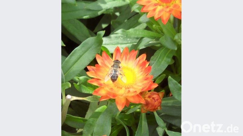 Jede Insektenart ist für die ökologische Vielfalt unersetzbar. Bild: jml