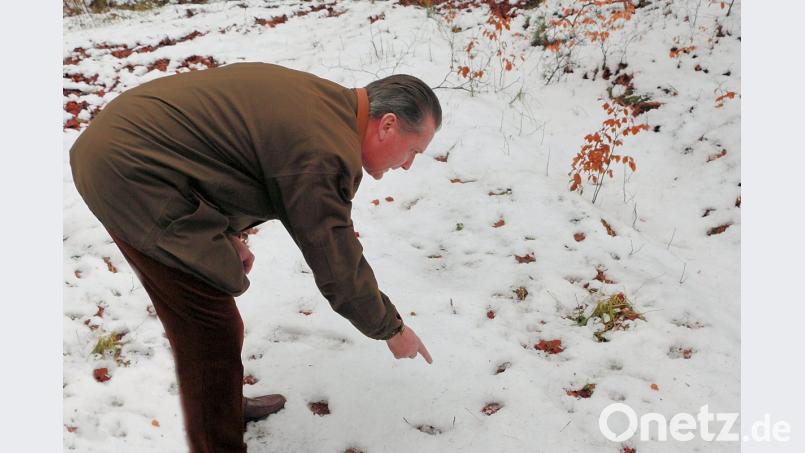 Die Trittsiegel von Luchsen sehen denen der Hauskatzen sehr ähnlich, nur sind sie deutlich größer. Die Kunst des Fährtenlesens beherrscht der Vorsitzende des Arbeitskreises Luchs, Eberhard Freiherr von Gemmingen-Hornberg (Bild), perfekt. Er ist derzeit viel im Steinwald unterwegs, um nach den scheuen Raubkatzen Ausschau zu halten. Bild: bsc