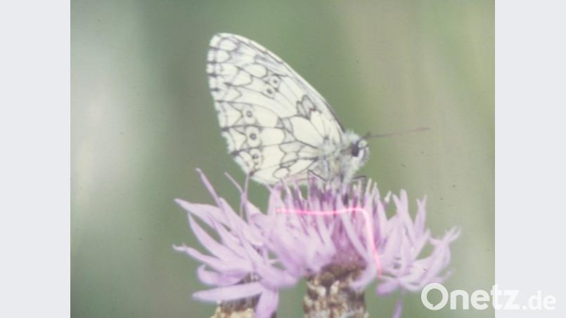 Der Schachbrettfalter gilt als gefährdet. Er wurde deshalb zum Schmetterling des Jahres 2019 gekürt. Bild: Günter Reif