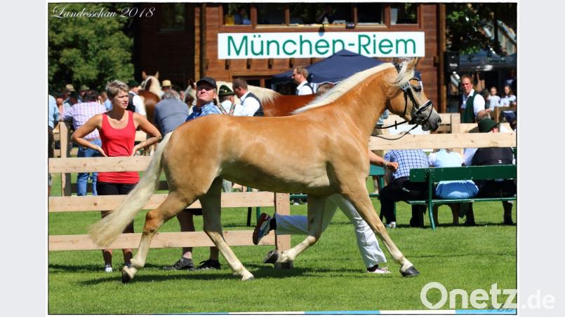 Navena HK - die Haflinger-Jungstute erhält viel Lob für &quot;den geschmeidigen Trab, den harmonischen Schrittablauf und den charmanten Typ&quot;. Bild: ads