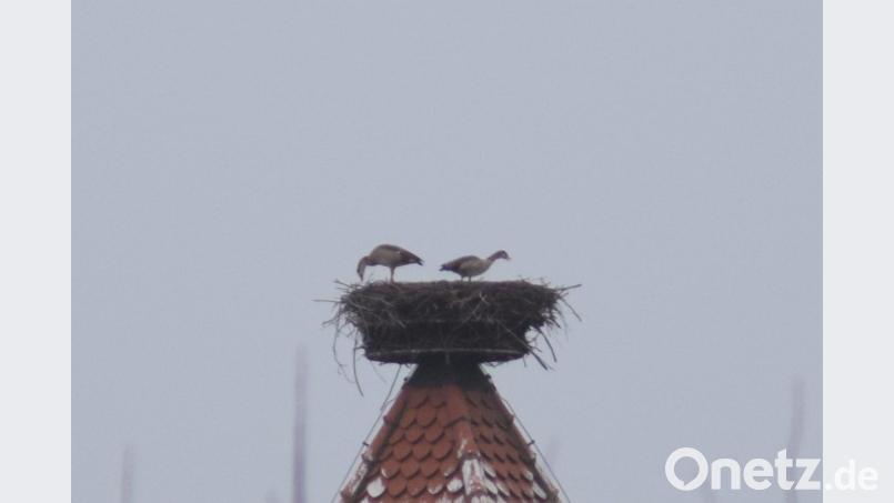 Ein ungewöhnlicher Anblick: Zwei Nilgänse im Storchennest. Bild: Johanna Eckl