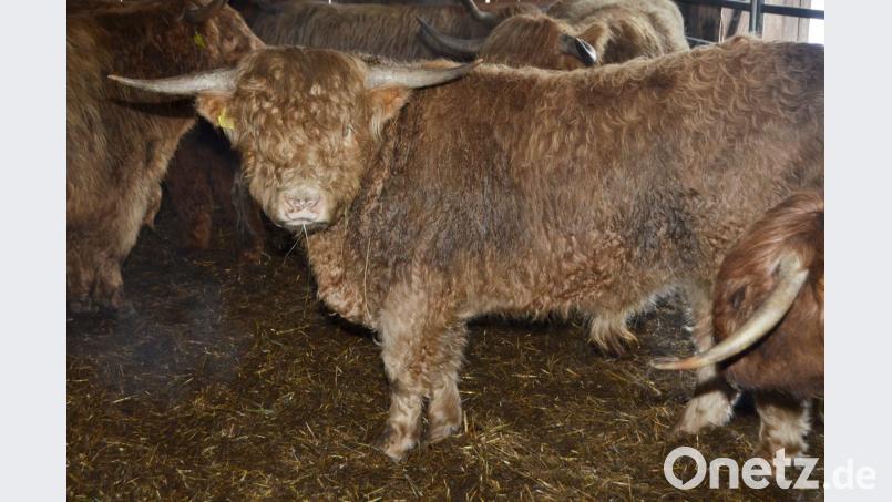 Nach zwei Monaten in freier Wildbahn sind die schottischen Ausreißer- und Rückkehrer-Hochlandrinder nun in der Nähe von Vohenstrauß sicher untergebracht. Bild: dob