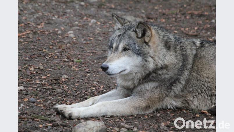 So nah bekommt man Wölfe nur im Zoo zu Gesicht. In freier Wildbahn wird man als Spaziergänger kaum einem Wolf begegnen. Bild: mfh