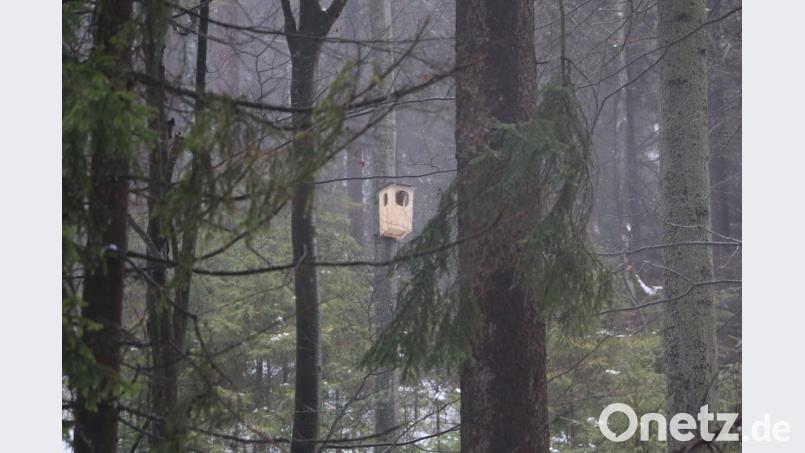 Wenn alte, starke Hochstümpfe nicht zur Verfügung stehen, nimmt der Habichtskauz gerne auch künstliche Nisthilfen (wie hier im Bild) an. Bild: bsc