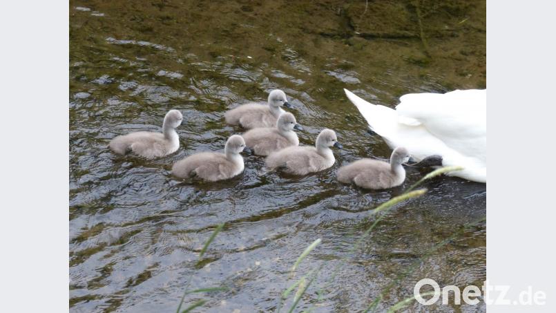 Im Mai 2018 forderten sechs kleine Schwäne-Küken die volle Aufmerksamkeit ihrer Eltern. Bild: Andreas Royer