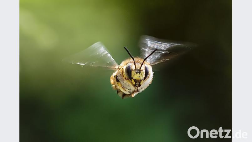 Den Artenschutz, besonders auch von Insekten wie der Garten-Wollbiene (Bild), will das Volksbegehren in Bayern per Gesetz deutlich stärken. Bild: Hösamer