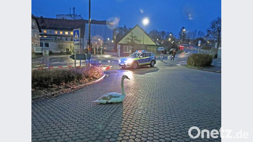 Vor der Berufsschule an der Neumarkter Straße hielt sich am Sonntag dieser am Fuß verletzte Schwan auf. Die Polizei kümmerte sich um ihn. Bild: exb