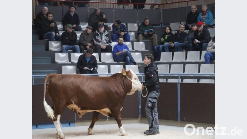 Bei der Jubiläumsschau im Tierzuchtzentrum wurden 15 Bullen versteigert. Bild: Hirsch