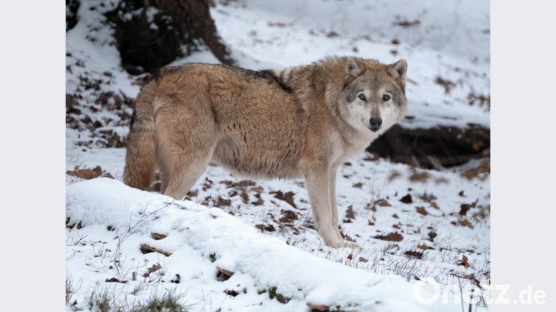 Ein Wolf ist tot an der Bahnstrecke zwischen Maxhütte-Haidhof und Regenstauf gefunden worden. Das Exemplar im Bild stammt aus einem Wildpark. Bild: Bernd Weissbrod/dpa