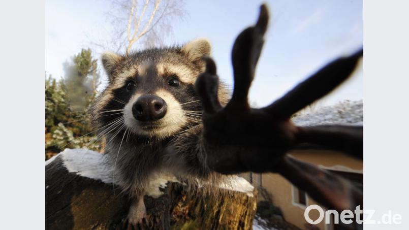 Jäger und Naturschützer sehen Waschbären als Gefahr für heimische Tierarten. Bild: Jochen Lübke/dpa