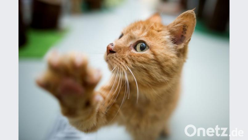 Kater Micky ist wieder daheim. Ob die Polizeiaktion zu seiner Wiederkehr beigetragen hat? (Symbolbild) Bild: Julian Stratenschulte/dpa