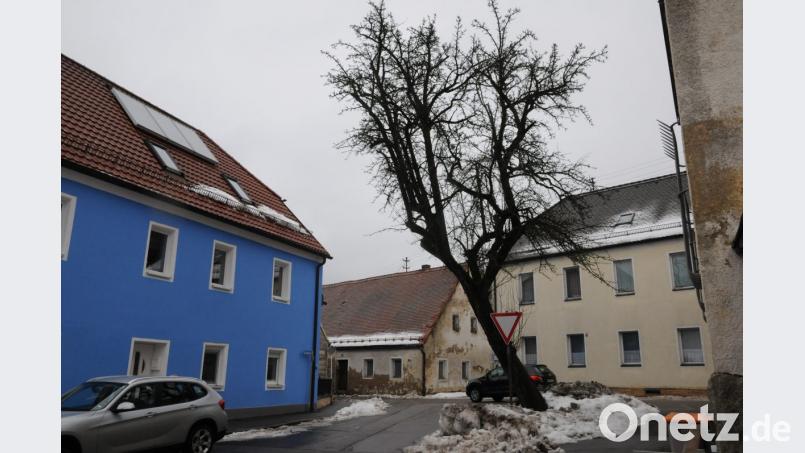 Der Birnbaum in der Steingasse ist im Laufe seines langen Lebens in Schräglage geraten - ein Zustand, der den Pleysteinern mindestens seit den 1960er Jahren bekannt ist. Die Birnen als Fallobst vor der Haustür gefallen den Anliegern im blauem Haus überhaupt nicht. Sie wünschen sich eine Beseitigung des Baums. Bild: bey