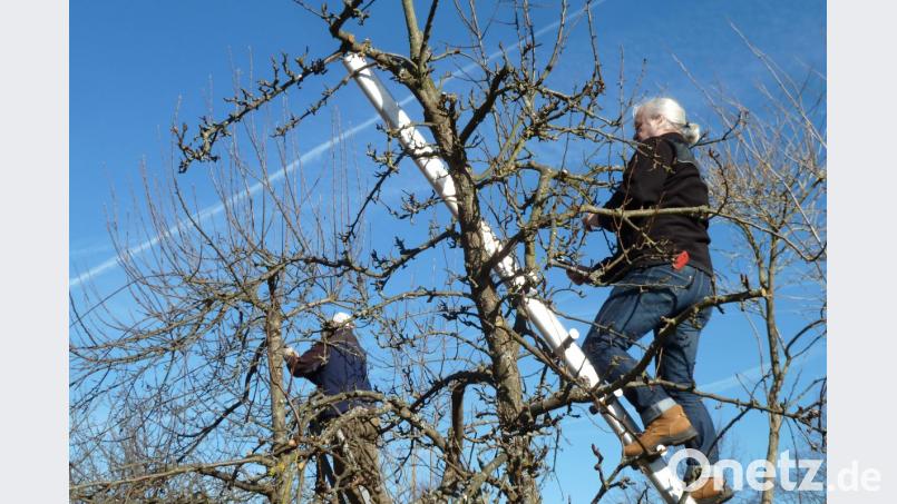In vielen Vereinen ist es üblich, dass Gartenpfleger den Obstbaumschnitt bei Mitgliedern übernehmen. Beim Sturz von der Leiter ist es manchmal nicht klar, ob und welche Unfallversicherung zuständig ist. Bild: Portner