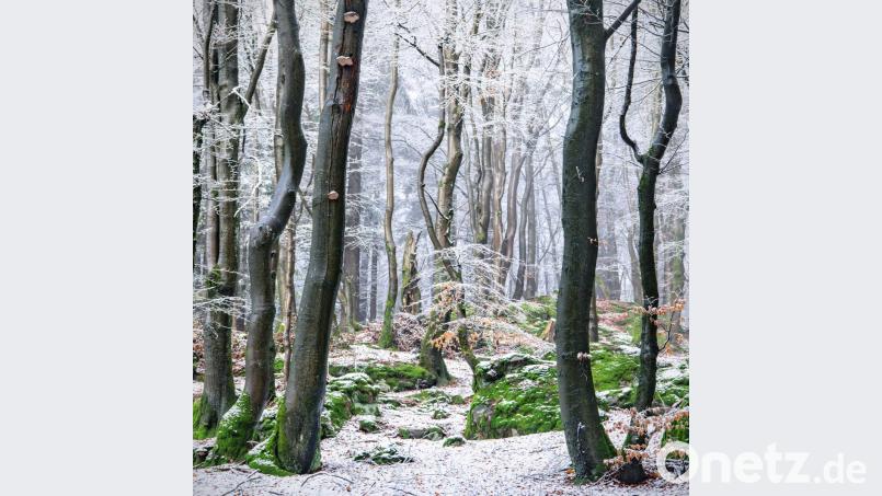 Raureifwald Oberpfälzer Wald Bild: Kilian Schönberger