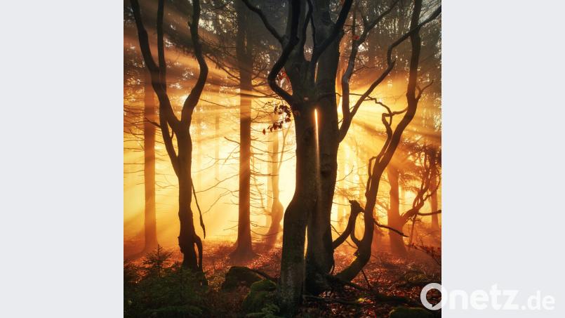 Sagenhafter Oberpfälzer Wald Bild: Kilian Schönberger