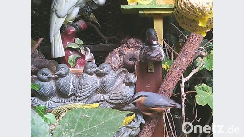 Der Kleiber ist unter anderem an der schwarzen Augenbinde im weißen Gesicht zu erkennen. Bild: Beppo Schuller