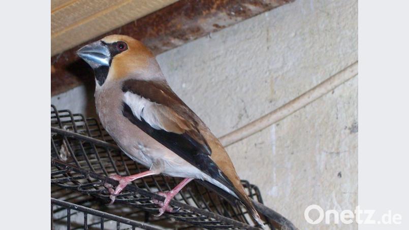 Der Kernbeißer ist der größte heimische Fink. Bild: Beppo Schuller