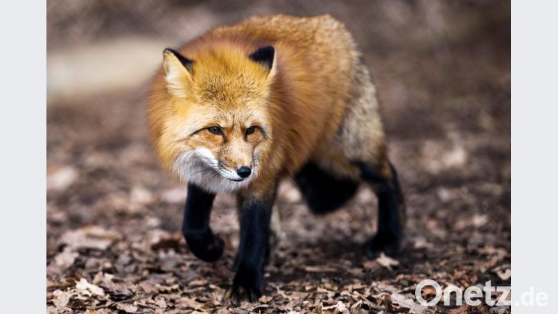 Symbolbild. Bild: Alexander Heinl/dp