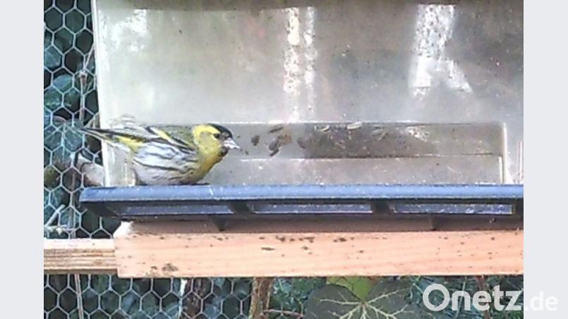 Hier ist ein Zeisig an Beppo Schullers Futterstelle zu Gast. Bild: Beppo Schuller