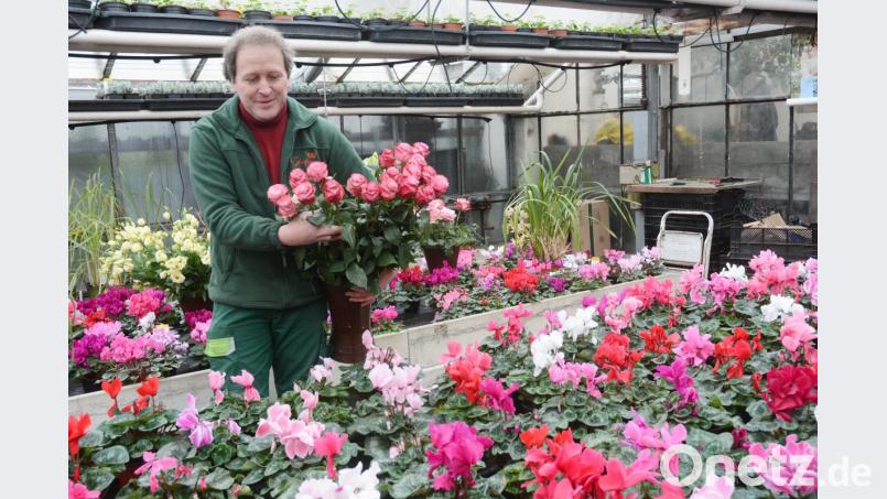 So dufte wie die Blütenpracht wird laut Gärtner-Obermeister Andreas Gloßner auch der Blumenball. Bild: Gabi Schönberger