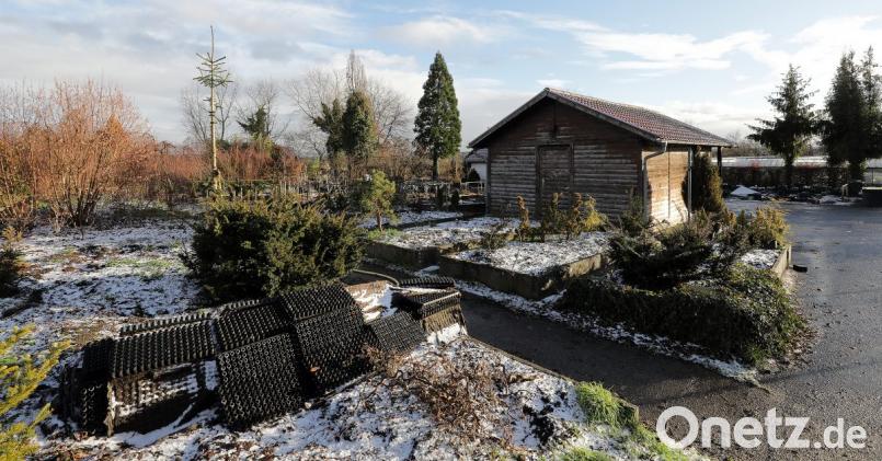 Der ehemalige Mosacher Pflanzenhof am Mosacherweg. Wo früher die Amberger ihre Bäume und andere Pflanzen für ihren Garten geholt haben, entsteht nun ein Wohngebiet für neue Amberger. Bild: Wolfgang Steinbacher