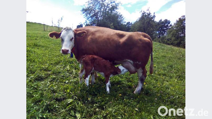 So stellen sich Verbraucher Tierwohl vor: Kreisobmann Karl Bäumlers glückliche Kuh auf der Weide. Bild: Katja Bäumler