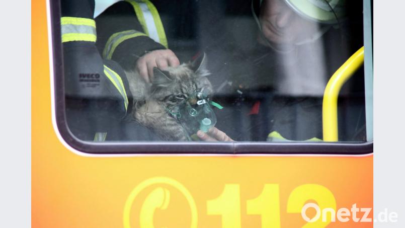 Mit einer Sauerstoffmaske beatmen Feuerwehrmänner eine gerettete Katze nach einem Brand in einem Mehrfamilienhaus im Stadtteil Wandsbek. Bild: Florian Büh/dpa