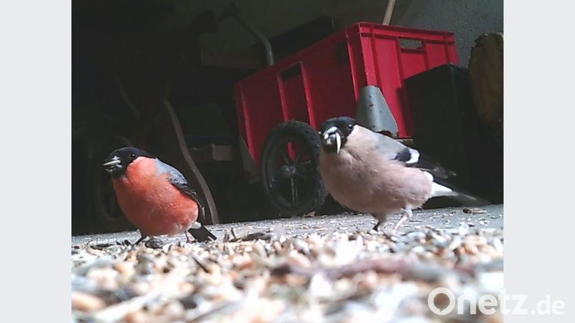 Ein Dompfaff-Paar an der Futterstelle. Bild: Beppo Schuller