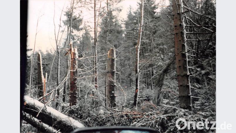 Abgeknickte Bäume nach dem Sturm &quot;Lore&quot; 1994. Bild: upl