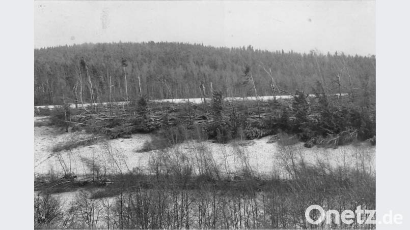 Der Sturm war eher ein lokales Ereignis. Manche Waldstücke waren komplett betroffen, andere blieben verschont. Bild: upl
