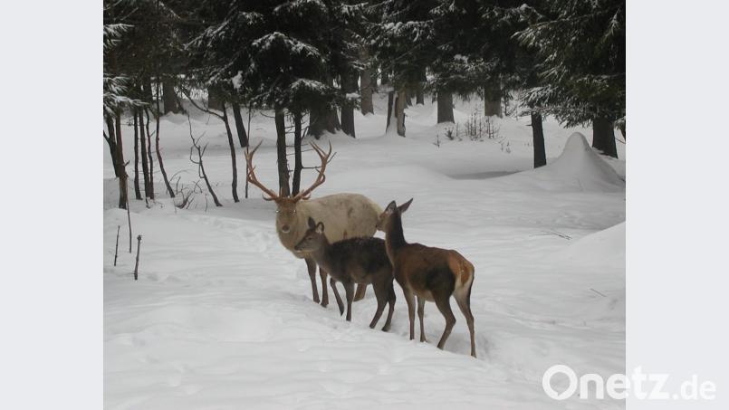 Wildpark Bild: gis