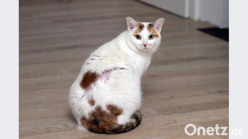 Mit einem Rasierapparat ist die zweijährige Katze Minka von einem Unbekannten am Rücken malträtiert worden. Bild: Wolfgang Steinbacher