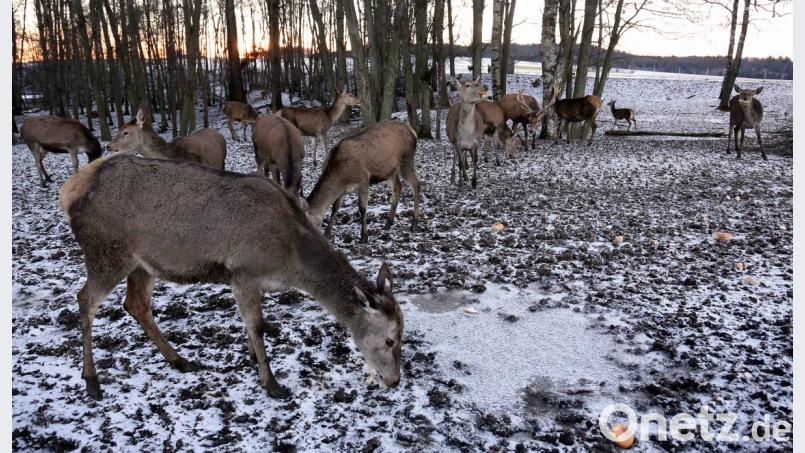 Winteridylle im Gehege bei Höfen. In eisiger Kälte freuen sich die Tiere über einen zusätzlichen Snack. Bild: mef