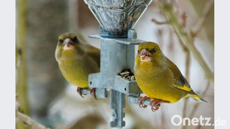 Grünfinken sind ein Sorgenkind: Bei der Stunde der Wintervögel war ihre Zahl nochmal niedriger als vor einem Jahr. Bild: Hösamer