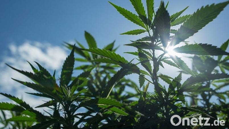 Ein Mann baut an der Grenze zum Sperrgebiet in Vilseck Hanf an. Als er nach seinen Pflanzen sehen will, wartet die Militärpolizei schon auf ihn. Symbolbild:  ICC/dpa