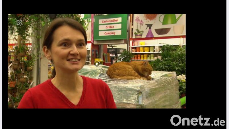 "Stubenrein und kundenfreundlich": Kater Django lebt in einem Baumarkt in Starnberg. Bild: esa