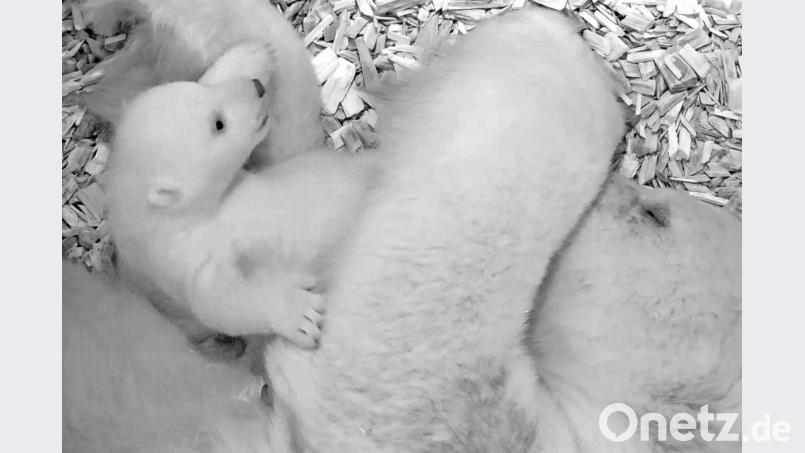 Eisbärin Tonja mit ihrem Jungtier. Gut acht Wochen nach der Geburt beginnt der kleine Eisbär zu krabbeln. Bild: Tierpark Berlin/