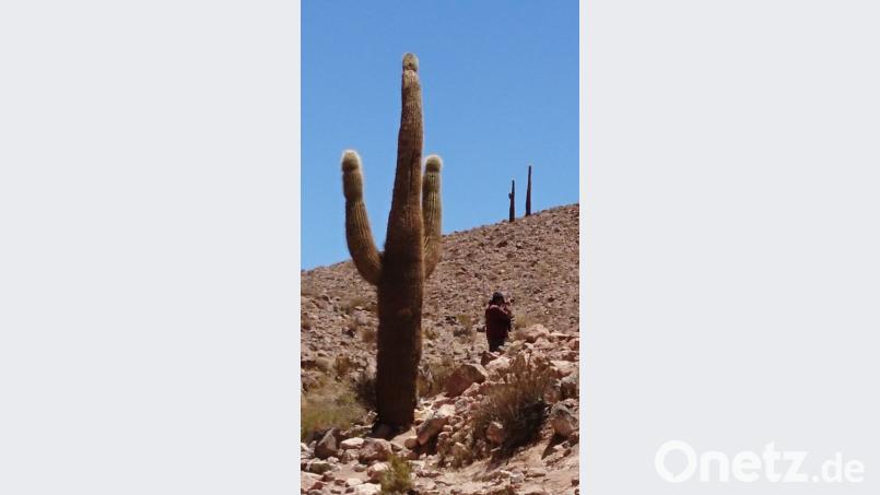 Die Kakteen fotografiert Jürgen Brunner in der Atacama-Wüste in Chile. Bild: Jürgen Brunner/exb