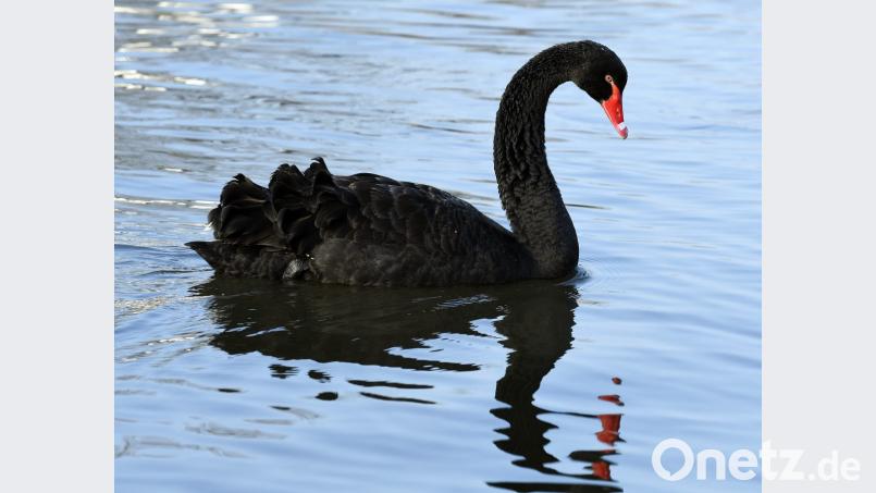 Bei Haselmühl schwimmt ein Trauerschwan auf der Vils. Bild: Petra Hartl