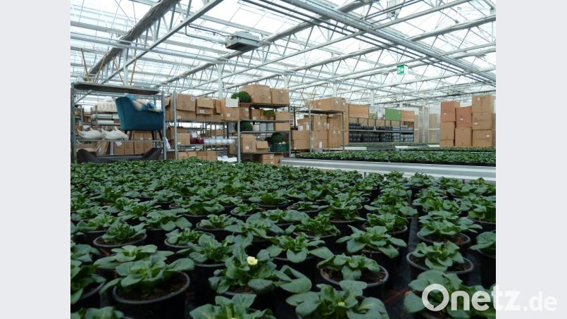 Im neuen Cabrio-Gewächshaus warten die Gänseblümchen aufs Aufblühen und die Schachteln darauf, dass sie ausgeräumt werden. Bild: Portner