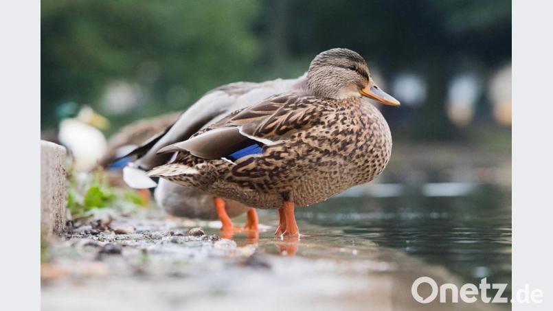 Enten füttern macht vielen Menschen Spaß. Wie gefährlich das Füttern der Wasservögel für die Tiere und Gewässer sein kann, ist wenigen bewusst. Bild: dpa