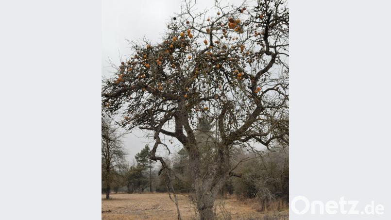Da freut sich der Pomologe, wenn er solche alten Apfelbaumsorten antrifft. Dieser Adersleber Kalvill steht seit der Erstablösung des Truppenübungsplatzes Hohenfels in der Nähe von Sichensdorf. Man schätzt ihn auf gute 90 Jahre und der trägt immer noch gute Frückte - auch im Winter Bild: bö
