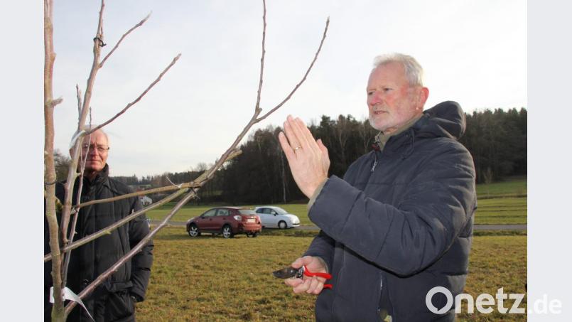 Der nach außen wachsende Fortsatz des Leit-Astes und der senkrecht stehende Gegentrieb sind hier gut erkennbar. Der Gegentrieb wird beim Frühjahrsschnitt entfernt. Bild: ads